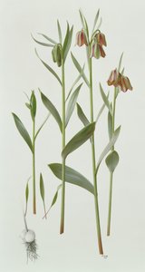 Fritillaria Hermonis Amana od Raymond Booth