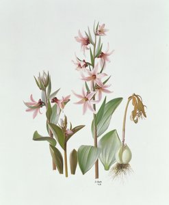 Fritillaria Stenanthera od Raymond Booth