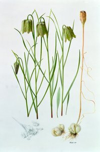 Fritillaria whittallii od Raymond Booth