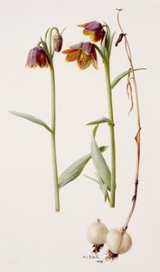Fritillaria daviesii od Raymond Booth