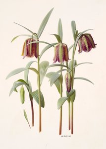 Fritillaria kotschyana od Raymond Booth
