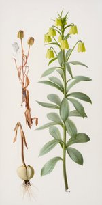Fritillaria pallidiflora od Raymond Booth