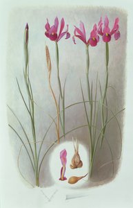 Iris filifolia od Raymond Booth