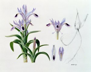 Iris Kuschakewiczii od Raymond Booth