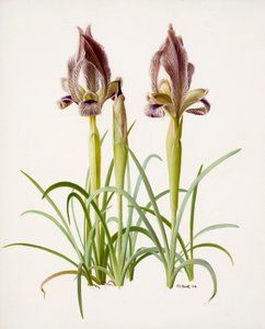 Iris acutiloba (olej na papíře)
