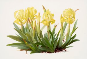 Iris lutescens (olej na papíře) od Raymond Booth