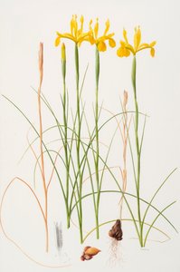Iris spuria, 2002 (olej na papíře) od Raymond Booth