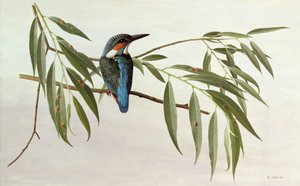 Kingfisher od Raymond Booth