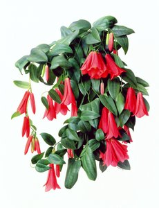 Lapegeria Rosea od Raymond Booth
