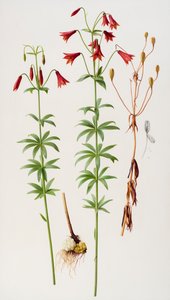 Lilium grayi od Raymond Booth