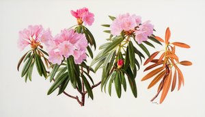 Rododendrony od Raymond Booth