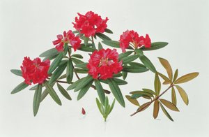 Rhododendron Microgynum od Raymond Booth