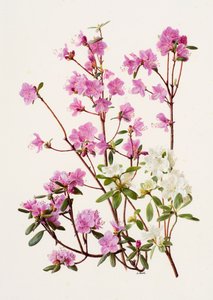 Rhododendron dauricum (olej na papíře) od Raymond Booth