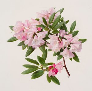 Rhododendron maculiferum anwheiense od Raymond Booth
