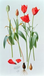Tulipa amabilis od Raymond Booth