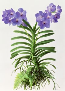 Vanda Rothschildiana od Raymond Booth