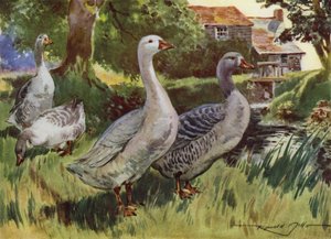 Ilustrace pro Moje farma (barevné lito) od Reginald Mills