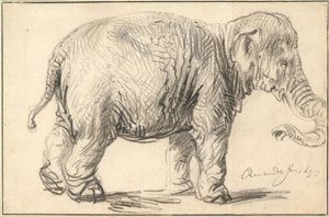 Slon, 1637 od Rembrandt van Rijn