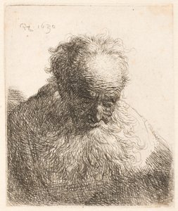 Busta starého muže s rozpuštěnou bradou: hlava skloněná dopředu: levé rameno není ve stínu od Rembrandt van Rijn