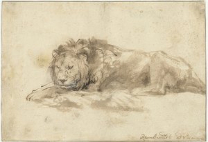 Ležící lev (Liggende leeuw). 1650-59 od Rembrandt van Rijn