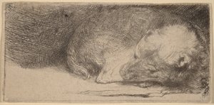Spící štěňátko od Rembrandt van Rijn