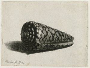 Shell (Conus marmoreus) Skořápka od Rembrandt van Rijn