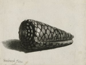 Mušle (Conus marmoreus), 1650 od Rembrandt van Rijn