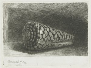 Skořápka od Rembrandt van Rijn
