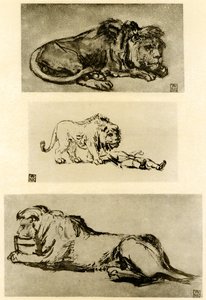 Tři studie lvů od Rembrandt van Rijn