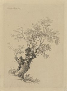 Vrba od Remigius Adrianus Haanen