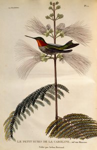 Kolibřík rubínový (Archilochus colubris), rytina z Les trochilidees ou les colibris et les oiseaux-mouches od René Primevère Lesson