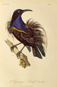 Dospělý samec rajského pušku (Ptiloris paradiseus), rytina z Natural History of Birds of Paradise a Epimagues