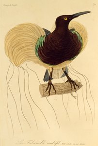 Dospělý samec rajky s dvanácti dráty (Seleucidis melanoleuca), rytina z Natural History of Birds of Paradise a Epimagues