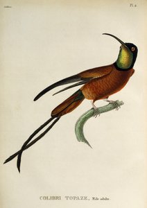 Crimson Topaz (Topaza pella), rytina z trochilidů nebo kolibříků a kolibříků