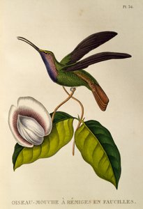 Lazulin Sabrewing (Campylopterus falcatus), rytina z trochilidů nebo kolibříků a kolibříků