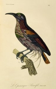 Mladý samec Paradise Riflebird (Ptiloris paradiseus), rytina z Natural History of Birds of Paradise a Epimagues od René Primevère Lesson