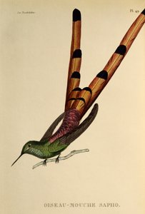 Kometa rudoocasá (Sappho sparganurus), rytina z trochilid nebo kolibříků a kolibříků