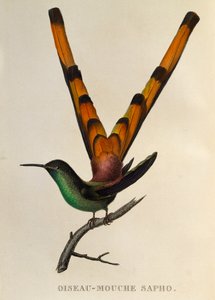 Kometa rudoocasá (Sappho sparganurus), rytina z trochilidů nebo kolibříků a kolibříků