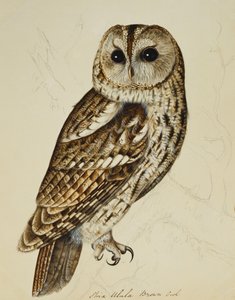 Hnědá sova (Strix Ulula) od Rev. C. Atkinson