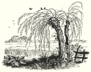 Hans Christian Andersen: Pohanka (litho) od Rex (after) Whistler