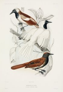 Antbirds od John Pardon