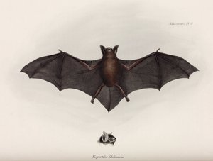Netopýr, Jižní Amerika, c 1832-1836 od John Pardon