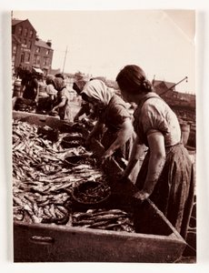 Rybaření, Fisherfolk Women třídící ryby, Whitby Harbour, North Yorkshire, c 1905 od John Pardon