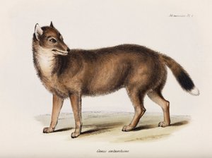 Fox, Falklandské ostrovy, c 1832-1836 od John Pardon