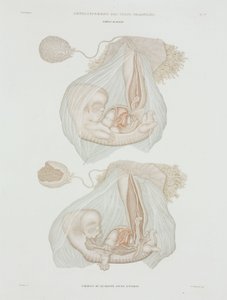 Gynekologie Lidský plod ve 40 dnech, c 1847-1859 od John Pardon