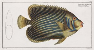Imperator Angelfish od John Pardon