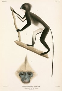Opice, Sumatra, Indonésie od John Pardon
