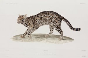 Ocelot, USA od John Pardon
