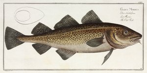 "The Treska Fish" od John Pardon
