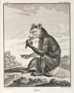 Indri - druh lemura, Madagaskar od John Pardon